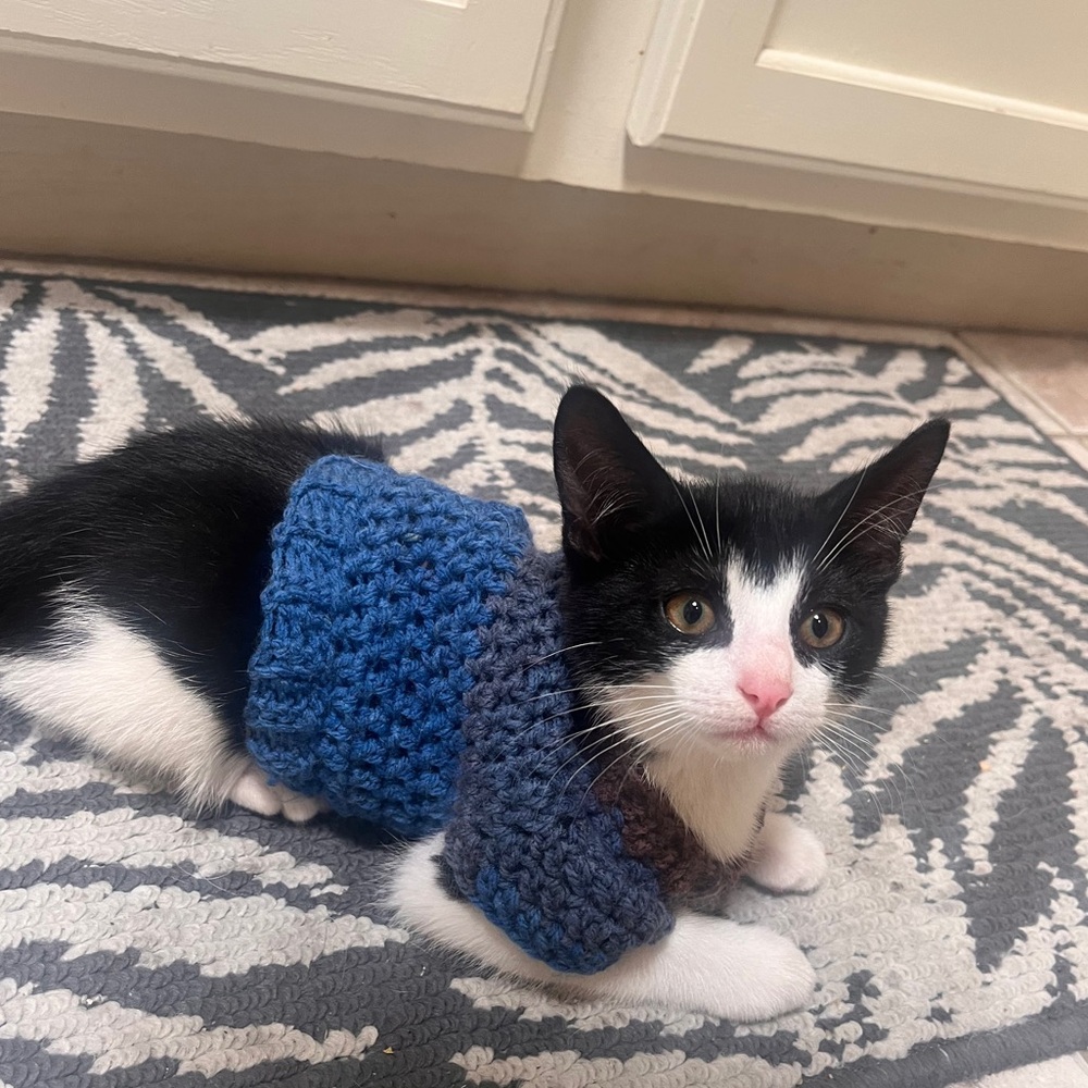 XS homemade pet sweaters